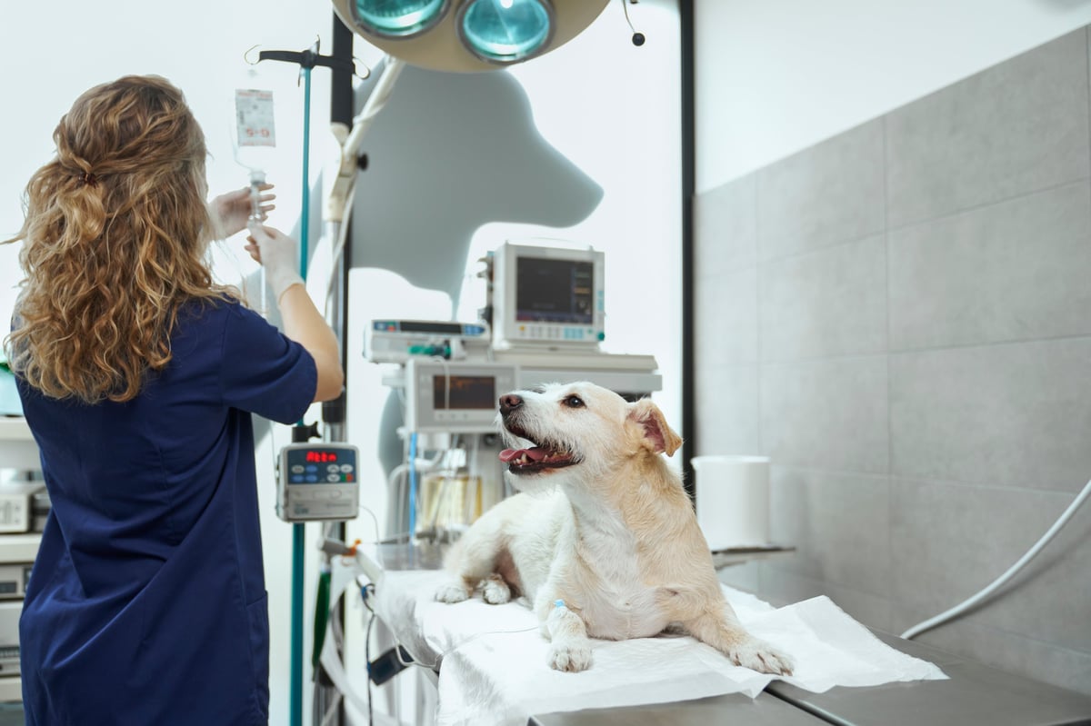 Brazalete NIBP veterinario neonato para monitoreo de presión arterial Mindray Animal Care