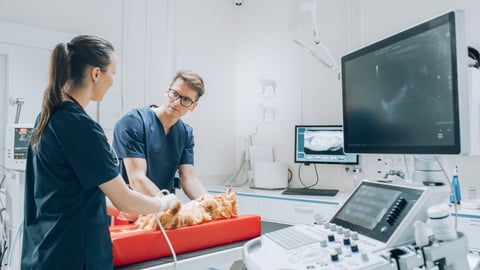Transductor Lineal Multifrecuencia para Vetus 8