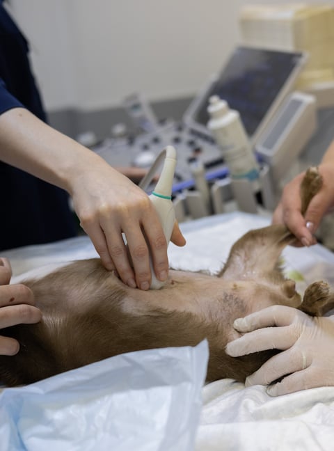 Transductor Sectorial para Vetus 5 Mindray Animal Care