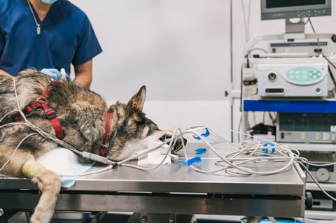 Veterinario monitoreando cirugía