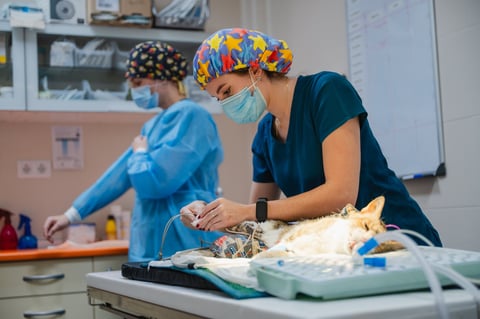 Veterinario monitoreando gato